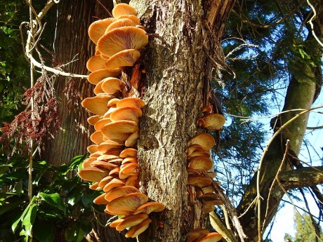 フジ蔓に生えたヒラタケ　坂下　210191210DSCN2934